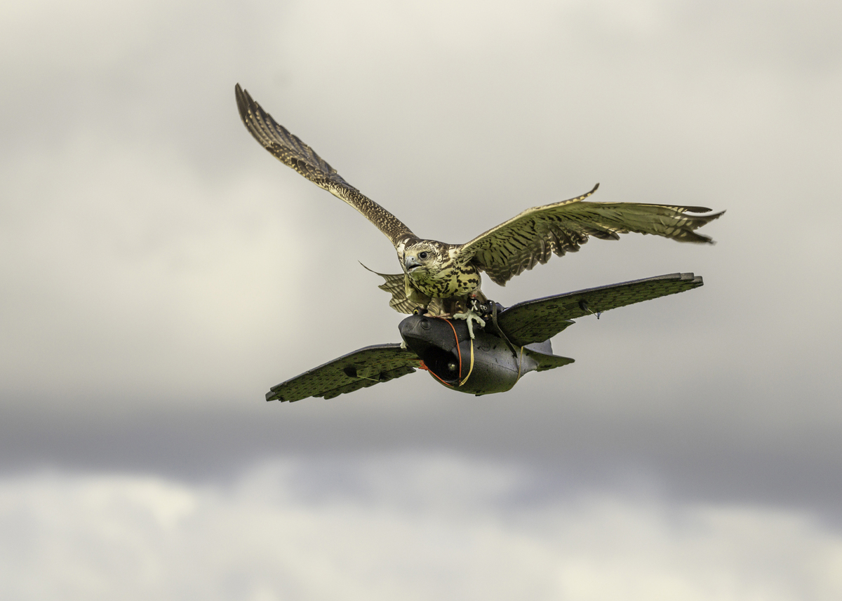 1st - Hitchin A Ride - Verity Johnson